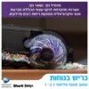 שואב שוטף WD213-4
